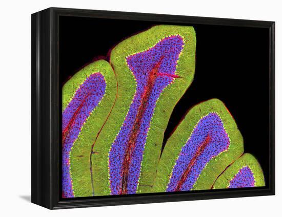 Cerebellum Structure, Light Micrograph-Thomas Deerinck-Framed Premier Image Canvas