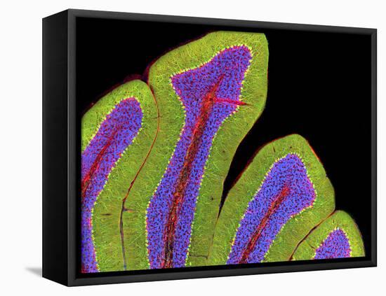 Cerebellum Structure, Light Micrograph-Thomas Deerinck-Framed Premier Image Canvas