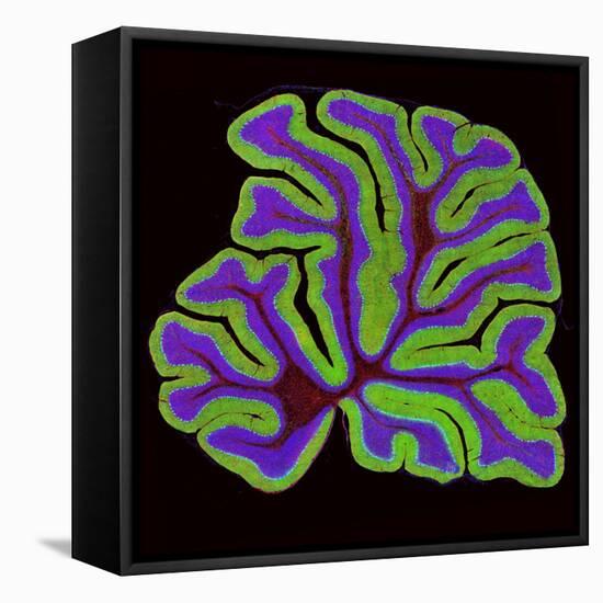 Cerebellum Structure, Light Micrograph-Thomas Deerinck-Framed Premier Image Canvas