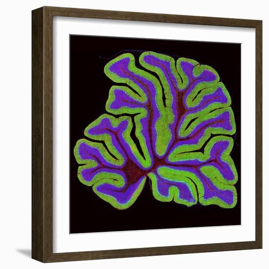 Cerebellum Structure, Light Micrograph-Thomas Deerinck-Framed Premium Photographic Print