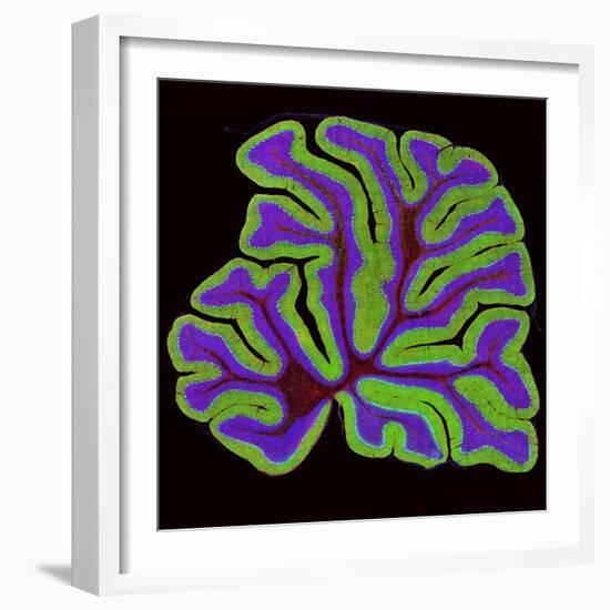 Cerebellum Structure, Light Micrograph-Thomas Deerinck-Framed Premium Photographic Print