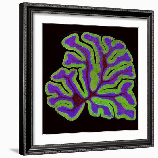 Cerebellum Structure, Light Micrograph-Thomas Deerinck-Framed Premium Photographic Print