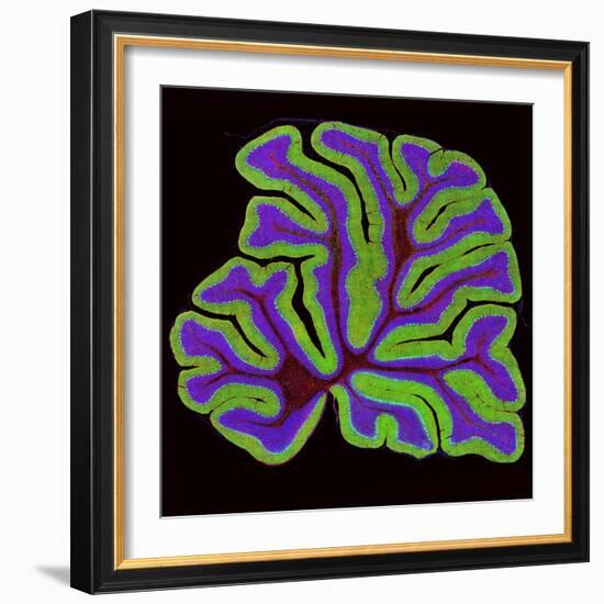 Cerebellum Structure, Light Micrograph-Thomas Deerinck-Framed Premium Photographic Print