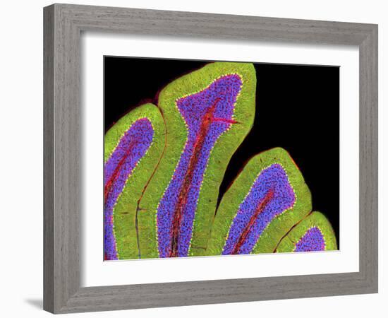 Cerebellum Structure, Light Micrograph-Thomas Deerinck-Framed Photographic Print