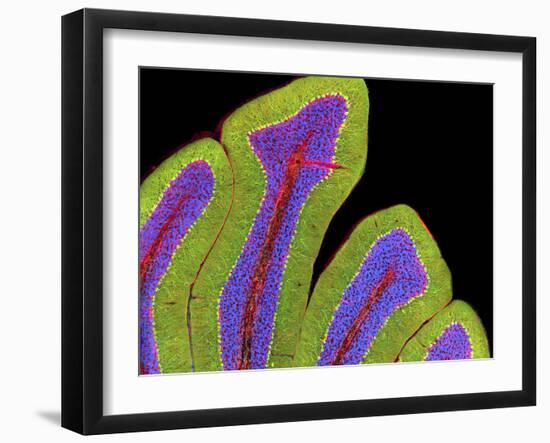 Cerebellum Structure, Light Micrograph-Thomas Deerinck-Framed Photographic Print