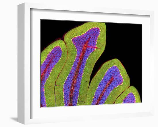 Cerebellum Structure, Light Micrograph-Thomas Deerinck-Framed Photographic Print