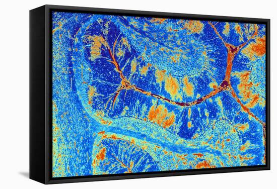 Cerebellum Tissue, Light Micrograph-PASIEKA-Framed Premier Image Canvas