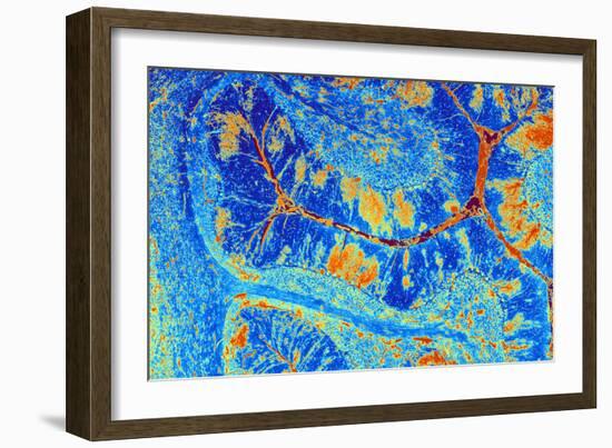 Cerebellum Tissue, Light Micrograph-PASIEKA-Framed Photographic Print