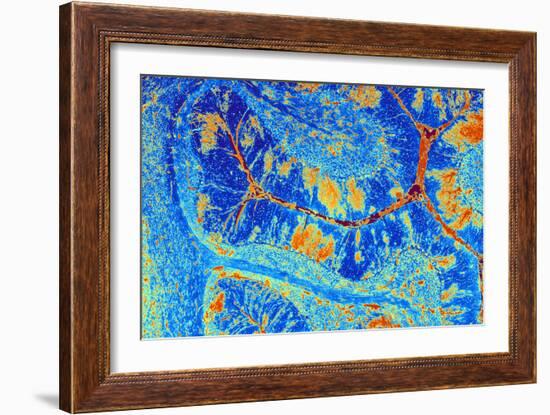 Cerebellum Tissue, Light Micrograph-PASIEKA-Framed Photographic Print