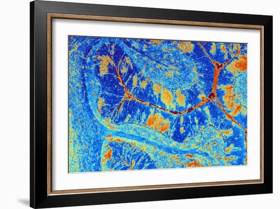 Cerebellum Tissue, Light Micrograph-PASIEKA-Framed Photographic Print