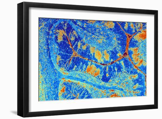 Cerebellum Tissue, Light Micrograph-PASIEKA-Framed Photographic Print