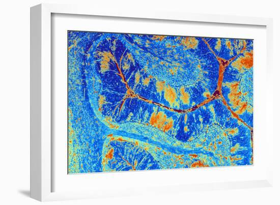 Cerebellum Tissue, Light Micrograph-PASIEKA-Framed Photographic Print