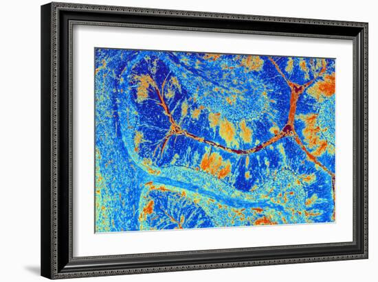 Cerebellum Tissue, Light Micrograph-PASIEKA-Framed Photographic Print