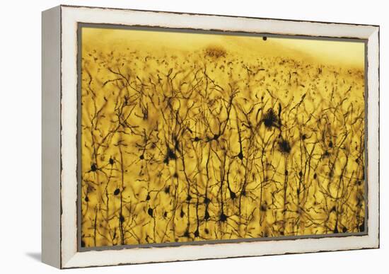 Cerebral Cortex Nerve Cells-null-Framed Premier Image Canvas