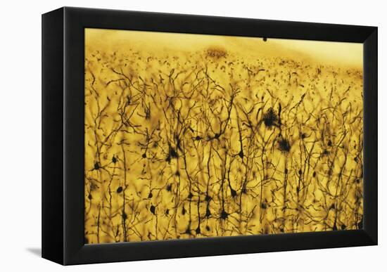 Cerebral Cortex Nerve Cells-null-Framed Premier Image Canvas