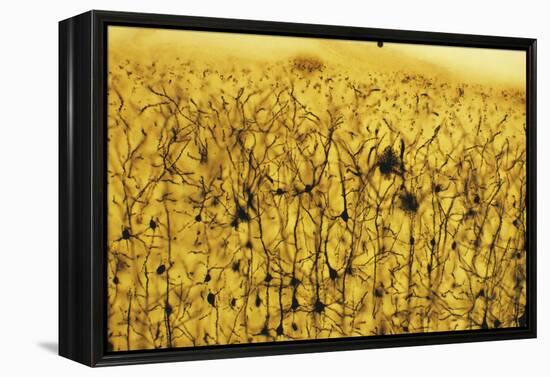 Cerebral Cortex Nerve Cells-null-Framed Premier Image Canvas