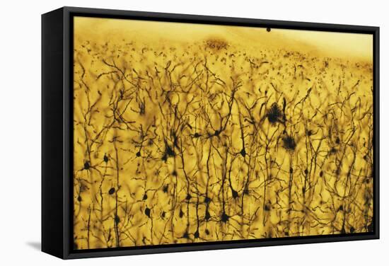 Cerebral Cortex Nerve Cells-null-Framed Premier Image Canvas