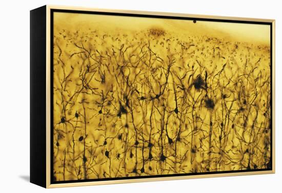 Cerebral Cortex Nerve Cells-null-Framed Premier Image Canvas