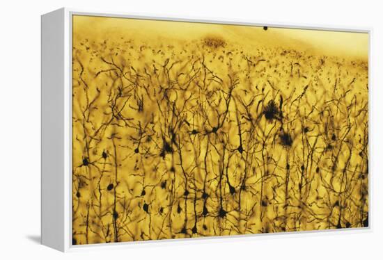 Cerebral Cortex Nerve Cells-null-Framed Premier Image Canvas