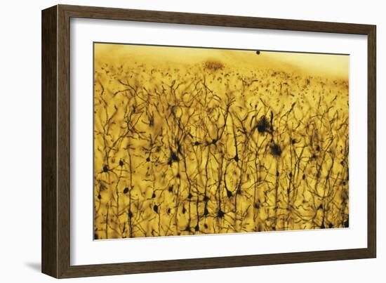 Cerebral Cortex Nerve Cells-null-Framed Photographic Print