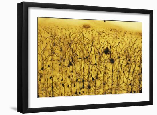 Cerebral Cortex Nerve Cells-null-Framed Photographic Print