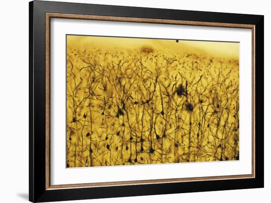 Cerebral Cortex Nerve Cells-null-Framed Photographic Print