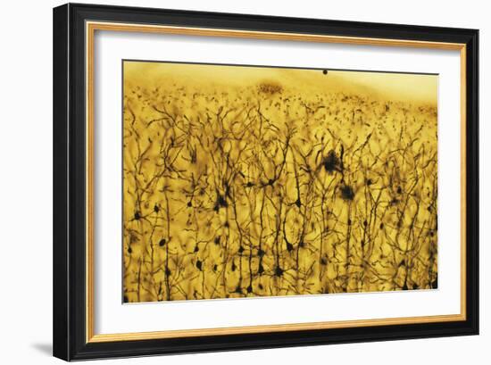 Cerebral Cortex Nerve Cells-null-Framed Photographic Print