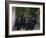 Ceremony for the New Greek Orthodox Patriarch in Jerusalem, Old City, Israel-Eitan Simanor-Framed Photographic Print