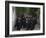 Ceremony for the New Greek Orthodox Patriarch in Jerusalem, Old City, Israel-Eitan Simanor-Framed Photographic Print