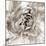 Cereus Aeonium - Fawn-Tania Bello-Mounted Giclee Print