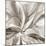 Cereus Aloe - Fawn-Tania Bello-Mounted Giclee Print