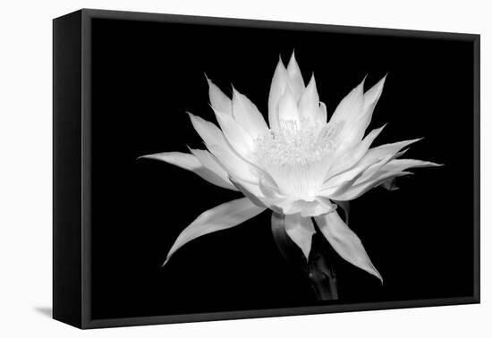 Cereus BW-Douglas Taylor-Framed Stretched Canvas