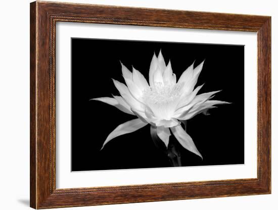 Cereus BW-Douglas Taylor-Framed Art Print