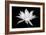 Cereus BW-Douglas Taylor-Framed Art Print