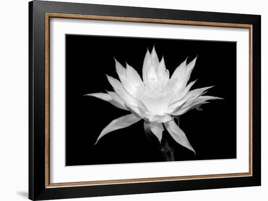 Cereus BW-Douglas Taylor-Framed Art Print