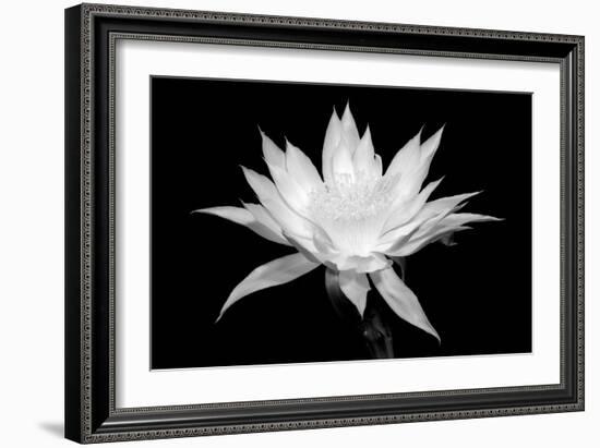 Cereus BW-Douglas Taylor-Framed Art Print