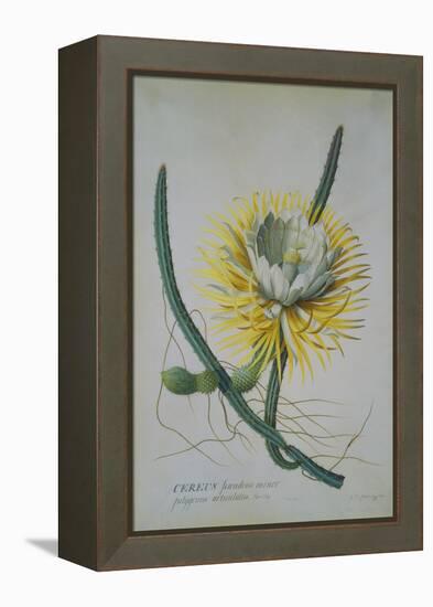 Cereus Cactus, A Botanical Illustration-Georg Dionysius Ehret-Framed Premier Image Canvas