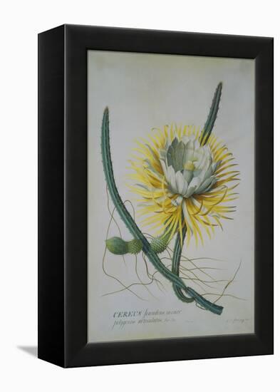Cereus Cactus, A Botanical Illustration-Georg Dionysius Ehret-Framed Premier Image Canvas