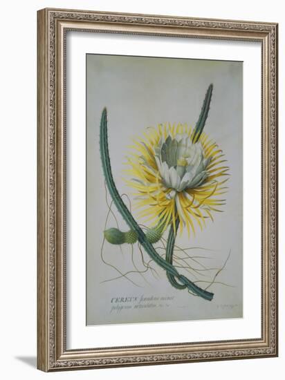 Cereus Cactus, A Botanical Illustration-Georg Dionysius Ehret-Framed Giclee Print