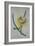 Cereus Cactus, A Botanical Illustration-Georg Dionysius Ehret-Framed Giclee Print