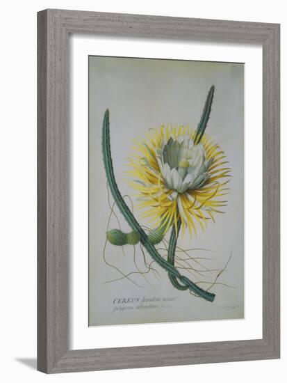 Cereus Cactus, A Botanical Illustration-Georg Dionysius Ehret-Framed Giclee Print