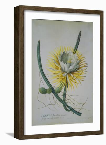 Cereus Cactus, A Botanical Illustration-Georg Dionysius Ehret-Framed Giclee Print