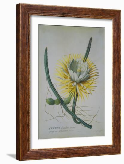 Cereus Cactus, A Botanical Illustration-Georg Dionysius Ehret-Framed Giclee Print