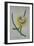 Cereus Cactus, A Botanical Illustration-Georg Dionysius Ehret-Framed Giclee Print