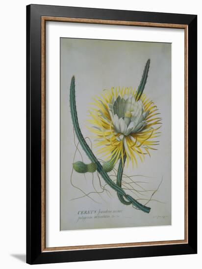 Cereus Cactus, A Botanical Illustration-Georg Dionysius Ehret-Framed Giclee Print