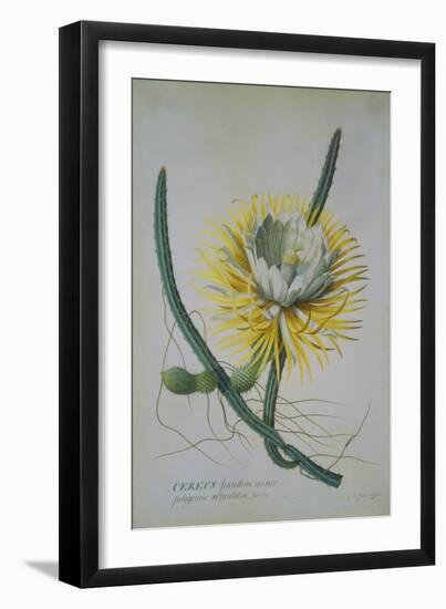 Cereus Cactus, A Botanical Illustration-Georg Dionysius Ehret-Framed Giclee Print