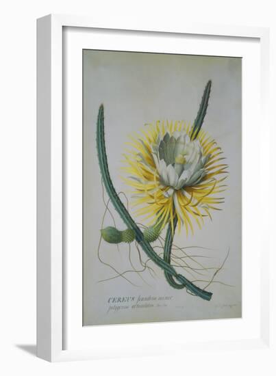 Cereus Cactus, A Botanical Illustration-Georg Dionysius Ehret-Framed Giclee Print