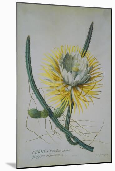 Cereus Cactus, A Botanical Illustration-Georg Dionysius Ehret-Mounted Giclee Print