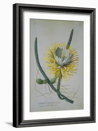 Cereus Cactus, A Botanical Illustration-Georg Dionysius Ehret-Framed Giclee Print