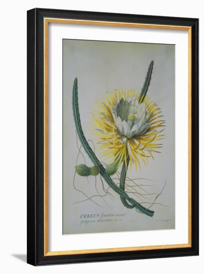 Cereus Cactus, A Botanical Illustration-Georg Dionysius Ehret-Framed Giclee Print